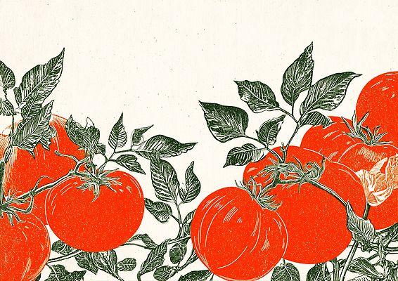 JPG 식물 잎 농업 토마토 채소 일러스트 자연 건강 여름 농작물 정원 수확 신선 유기농 생태계 원예 가꾸기 색감 생동감 풍요 국내일러스트 AI일러스트 AI콘텐츠 웰빙 계절 산업 컨셉 취미 파일형식