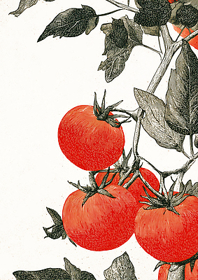 JPG 식물 꽃 음식 컬러 농업 토마토 채소 과일 일러스트 자연 생명 건강 여름 농작물 정원 농사 수확 신선 유기농 원예 국내일러스트 AI일러스트 AI콘텐츠 웰빙 계절 산업 취미 생태계 파일형식