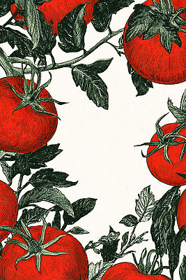 JPG 식물 열매 꽃 여유 농업 토마토 채소 일러스트 자연 생명 가지 장식 초록색 여름 농장 정원 농사 수확 성장 신선 비타민 국내일러스트 AI일러스트 AI콘텐츠 계절 감정 산업 컬러 생태계 영양소 파일형식