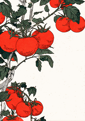 JPG 식물 잎 농업 토마토 채소 과일 일러스트 자연 가지 건강 빨간색 초록색 농사 성장 신선 유기농 원예 화사함 비타민 국내일러스트 AI일러스트 AI콘텐츠 웰빙 산업 컬러 컨셉 취미 생태계 영양소 파일형식