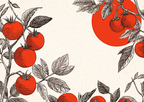 JPG 식물 디자인 백그라운드 잎 농업 토마토 채소 과일 일러스트 자연 가지 주황색 화합 색감 창의력 국내일러스트 AI일러스트 AI콘텐츠 산업 컬러 생태계 파일형식