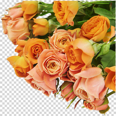편집이미지 꽃 감정 컬러 꽃다발 백그라운드 자연 날씨 사랑 이벤트 장식 장미 향기 PNG 뷰티풀 식물 생태계 냄새 파일형식