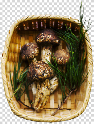 편집이미지 음식 자연 나뭇잎 건강 여름 농작물 바구니 버섯 가을 신선 수집 솔잎 천연 PNG 풍요 계절 컨셉 잎 농업 생태계 파일형식