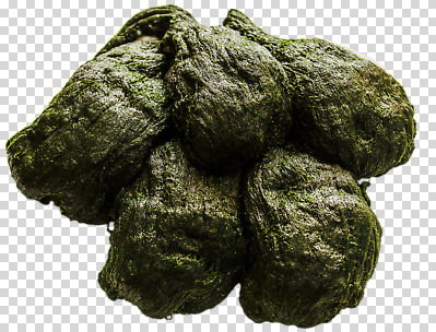 식물 편집이미지 바다 자연 해변 환경 탐험 해양식물 오염 생태계 PNG 생태학 교육 수중식물 파일형식