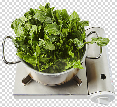 편집이미지 채소 식재료 자연 건강 요리 주방 신선 수증기 준비 유기농 시금치 PNG 삶기 영양군 웰빙 경상북도 생태계 파일형식
