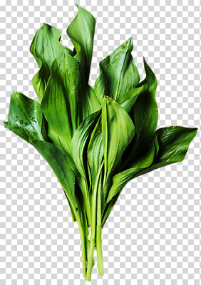 식물 편집이미지 잎 농업 자연 생명 건강 장식 초록색 환경 녹음 생태계 원예 PNG 뷰티풀 산업 컬러 취미 기록 파일형식