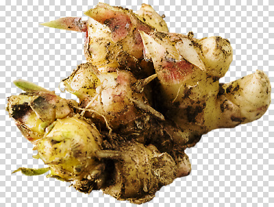 식물 편집이미지 농업 채소 식재료 자연 건강 요리 농작물 흙 신선 뿌리 생강 PNG 산업 생태계 파일형식