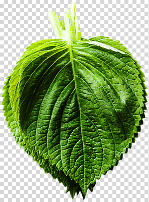 식물 편집이미지 컬러 백그라운드 잎 채소 자연 건강 초록색 빛 성장 신선 질감 PNG 생태계 파일형식