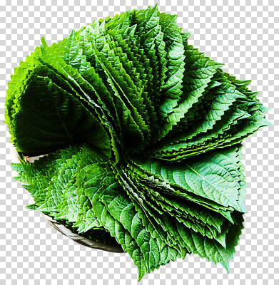 식물 편집이미지 라이프스타일 그릇 한식 채소 식재료 재료 건강 요리 초록색 신선 질감 깻잎 PNG 식기 음식 컬러 생활 파일형식