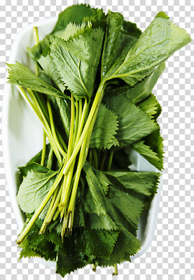 식물 편집이미지 음식 잎 식재료 재료 자연 건강 요리 신선 고수 허브 향신료 레시피 비타민 PNG 생태계 영양소 향미료 파일형식