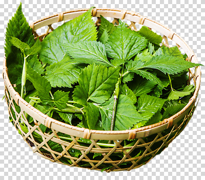 식물 편집이미지 잎 채소 재료 자연 건강 요리 파란색 농작물 바구니 신선 PNG 먹거리 쌈채소 음식 컬러 농업 생태계 파일형식