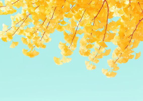 JPG 나무 계절 컬러 잎 일러스트 자연 하늘 날씨 밝음 풍경 일상 햇빛 노란색 촬영 가을 나뭇가지 생태계 은행나무 뷰티풀 국내일러스트 AI일러스트 AI콘텐츠 식물 라이프 태양 파일형식
