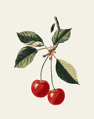 JPG 식물 백그라운드 잎 농업 채소 과일 일러스트 자연 가지 농사 체리 원예 뷰티풀 디지털아트 국내일러스트 AI일러스트 AI콘텐츠 산업 취미 생태계 파일형식