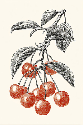 JPG 식물 열매 농업 과일 일러스트 자연 가지 야외 빨간색 여름 농작물 환경 농사 수확 체리 과일나무 식물원 수목 국내일러스트 AI일러스트 AI콘텐츠 나무 계절 산업 컬러 채소 생태계 파일형식