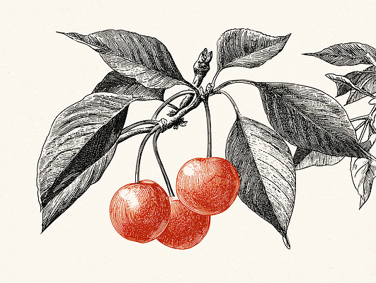 JPG 나무 식물 열매 컬러 잎 농업 과일 일러스트 자연 가지 조명 건강 빨간색 여름 봄 수확 성장 체리 혼합 자주색 국내일러스트 AI일러스트 AI콘텐츠 계절 산업 채소 생태계 파일형식