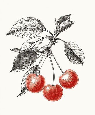 JPG 식물 꽃 잎 농업 채소 과일 일러스트 자연 건강 빨간색 농작물 농사 수확 나뭇가지 농촌 체리 유기농 원예 뷰티풀 디지털아트 국내일러스트 AI일러스트 AI콘텐츠 나무 웰빙 산업 컬러 취미 시골 생태계 파일형식