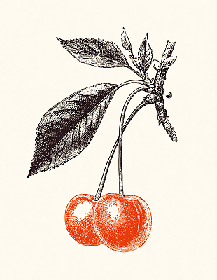 JPG 나무 식물 음식 잎 농업 채소 과일 일러스트 자연 생명 가지 빨간색 농작물 수확 성장 원형 체리 유기농 원예 국내일러스트 AI일러스트 AI콘텐츠 도형 웰빙 산업 컬러 취미 생태계 파일형식