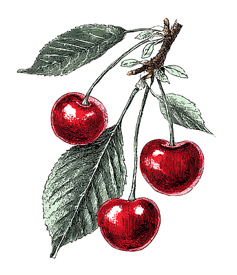 JPG 식물 전통 열매 음식 컬러 잎 농업 과일 일러스트 자연 건강 빨간색 농사 수확 성장 나뭇가지 신선 체리 덩굴 원예 비타민 국내일러스트 AI일러스트 AI콘텐츠 나무 산업 취미 생태계 영양소 파일형식