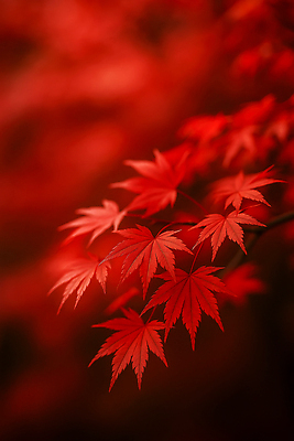 JPG 나무 편집이미지 계절 여유 백그라운드 단풍 잎 자연 날씨 한국 풍경 빨간색 햇빛 고요 가을 뷰티풀 편집실사 AI포토 AI콘텐츠 식물 감정 아시아 컬러 태양 CG 생태계 파일형식