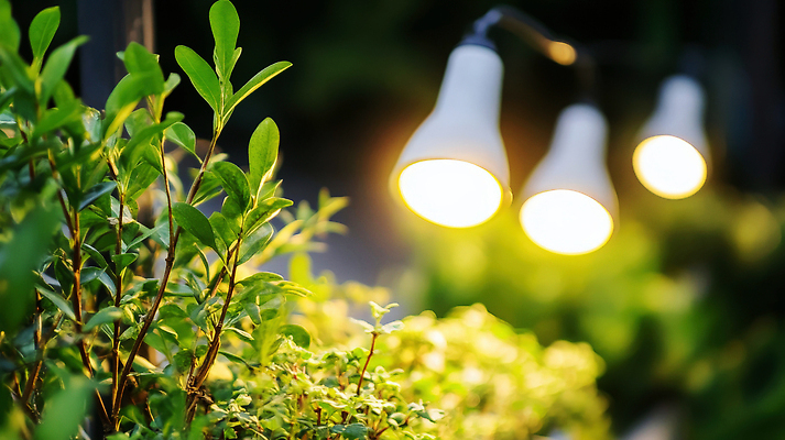 JPG 식물 편집이미지 여유 자연 생명 휴식 조명 따뜻함 풍경 초록색 빛 평화 정원 저녁 뷰티풀 편집실사 AI포토 AI콘텐츠 감정 컬러 컨셉 야간 CG 생태계 파일형식