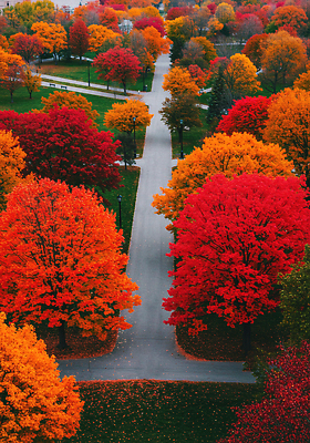 JPG 나무 편집이미지 공원 도로 단풍 자연 거리 풍경 빨간색 노란색 산책 가을 조경 공원길 편집실사 AI포토 AI콘텐츠 식물 계절 공공시설 길 컬러 잎 교통시설 휴식 CG 생태계 파일형식