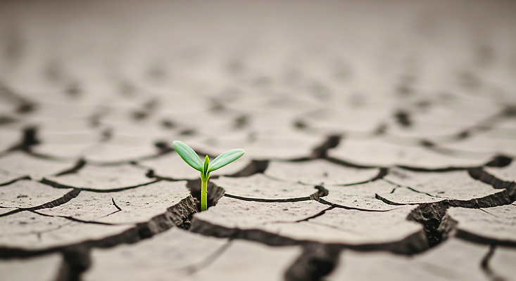 JPG 식물 편집이미지 자연 생명 새싹 환경 희망 힘 흙 성장 땅 에코 가뭄 회복 이미지편집 AI컴퓨터그래픽 AI콘텐츠 감정 컨셉 날씨 생태계 파일형식