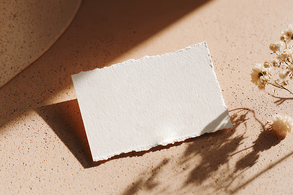 JPG 식물 편집이미지 디자인 종이 백그라운드 자연 조명 그림자 인테리어 흰색 빈티지 편안함 질감 편집실사 AI포토 AI콘텐츠 컬러 컨셉 감각 CG 생태계 파일형식