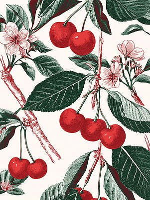 JPG 식물 디자인 열매 꽃잎 꽃 컬러 잎 농업 과일 일러스트 자연 생명 미술 장식 여름 수확 체리 조화 국내일러스트 AI일러스트 AI콘텐츠 계절 산업 문화예술 생태계 파일형식