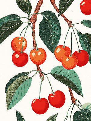 JPG 나무 식물 열매 컬러 잎 과일 일러스트 자연 빨간색 여름 농장 정원 주황색 수확 성장 체리 생태 과수원 조화 뷰티풀 국내일러스트 AI일러스트 AI콘텐츠 계절 농업 생태계 파일형식