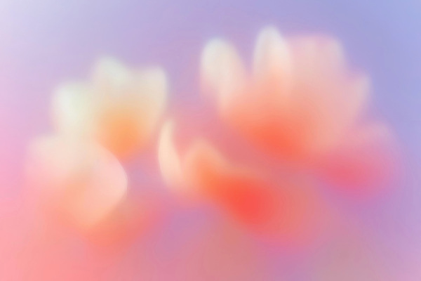 JPG 꽃잎 꽃 예술 컬러 백그라운드 일러스트 자연 생명 풍경 여름 원근감 연습 이미지 부드러움 화사함 조화 뷰티풀 색감 오후 국내일러스트 AI일러스트 AI콘텐츠 식물 계절 뷰포인트 컨셉 감각 생태계 파일형식