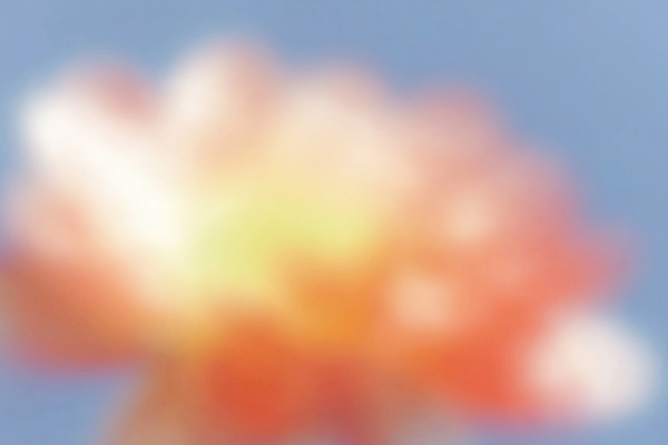 JPG 식물 계절 꽃잎 꽃 감정 컬러 꽃밭 일러스트 자연 생명 풍경 여름 햇빛 정원 만개 뷰티풀 생동감 국내일러스트 AI일러스트 AI콘텐츠 태양 생태계 파일형식