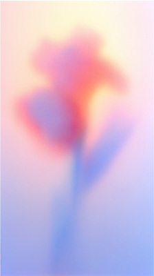 JPG 디자인 꽃 실루엣 예술 컬러 백그라운드 일러스트 자연 추상 조명 평화 노을 분위기 부드러움 감성 뷰티풀 색채 아크릴 국내일러스트 AI일러스트 AI콘텐츠 자연요소 식물 컨셉 무늬 재질 촬영기법 감각 생태계 파일형식