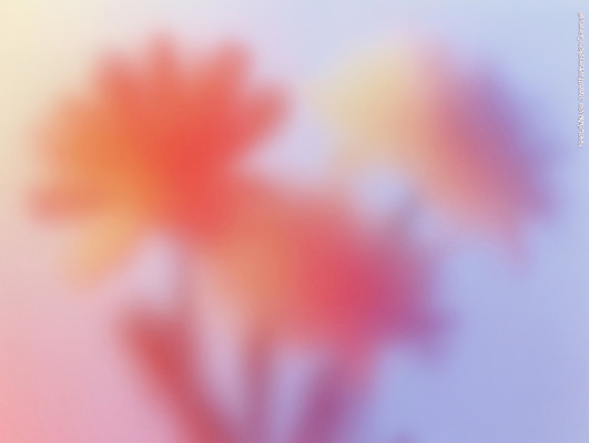 JPG 식물 꽃 감정 여유 예술 컬러 백그라운드 일러스트 자연 빛 관찰 화사함 감성 조화 뷰티풀 산뜻 색채 차분 국내일러스트 AI일러스트 AI콘텐츠 컨셉 모션 생태계 파일형식