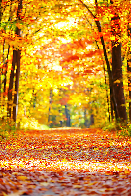 JPG 나무 편집이미지 길 여유 컬러 단풍 자연 날씨 풍경 햇빛 고요 산책 가을 힐링 숲길 풍요 편집실사 AI포토 AI콘텐츠 식물 계절 감정 컨셉 잎 휴식 태양 CG 생태계 파일형식