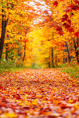 JPG 나무 편집이미지 길 컬러 단풍 자연 나뭇잎 풍경 잔디 걷기 산책 가을 숲 오색 청명 편집실사 AI포토 AI콘텐츠 식물 계절 잎 모션 휴식 CG 생태계 파일형식