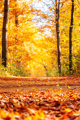 JPG 나무 편집이미지 단풍 자연 날씨 나뭇잎 풍경 크리스마스트리 걷기 고요 산책 금색 가을 숲길 뷰티풀 편집실사 AI포토 AI콘텐츠 식물 계절 길 컬러 잎 크리스마스 모션 휴식 CG 생태계 파일형식