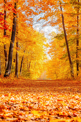 JPG 나무 편집이미지 길 여행 단풍 자연 풍경 햇빛 노란색 주황색 고요 산책 가을 숲 편집실사 AI포토 AI콘텐츠 식물 계절 컬러 잎 휴식 태양 CG 생태계 파일형식