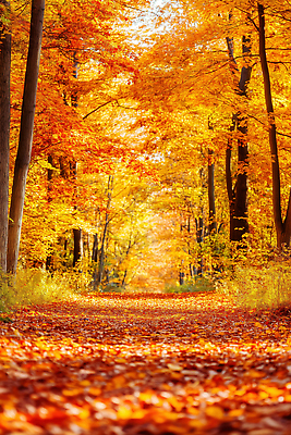 JPG 나무 편집이미지 길 단풍 낙엽 자연 휴식 풍경 햇빛 노란색 주황색 산책로 가을 숲 편집실사 AI포토 AI콘텐츠 식물 계절 컬러 컨셉 잎 태양 CG 생태계 파일형식