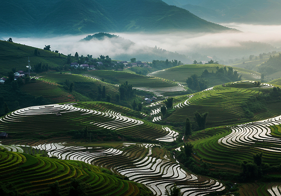 JPG 편집이미지 농업 자연 산 풍경 초록색 물 농작물 햇빛 평화 계곡 촬영 안개 베트남 계단식논 편집실사 AI포토 AI콘텐츠 자연요소 산업 컬러 컨셉 날씨 논 태양 동남아시아 CG 생태계 파일형식