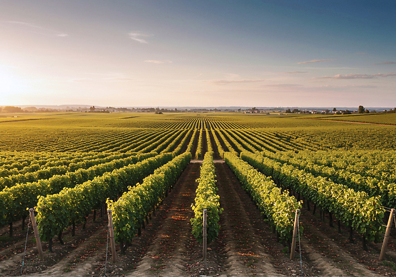 JPG 나무 편집이미지 여행 농업 자연 포도 풍경 햇빛 농장 일몰 저녁 포도밭 보르도 와인축제 편집실사 AI포토 AI콘텐츠 식물 산업 밭 과일 태양 노을 축제 야간 CG 생태계 파일형식