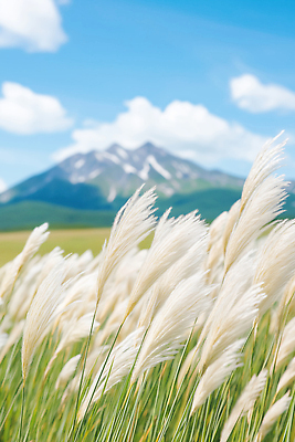 JPG 식물 편집이미지 여행 자연 하늘 바람 산 풍경 초원 여름 파란색 평화 봄 가을 생태 억새 뷰티풀 편집실사 AI포토 AI콘텐츠 자연요소 계절 컬러 컨셉 날씨 CG 생태계 파일형식