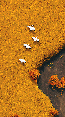 JPG 식물 동물 농업 일러스트 자연 하늘 생물 풍경 평화 환경 가을 비행 수정 오브젝트 생태계 백조 논밭 뷰티풀 국내일러스트 AI일러스트 AI콘텐츠 계절 산업 컨셉 밭 조류 논 파일형식