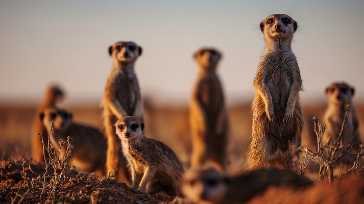 JPG 동물 편집이미지 모션 자연 생물 환경 황혼 사막 경계 호기심 생태계 서식지 미어캣 편집실사 AI포토 AI콘텐츠 감정 컨셉 일몰 CG 파일형식