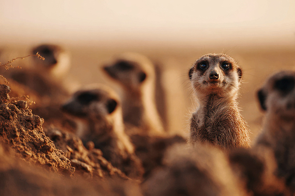 JPG 동물 편집이미지 모션 자연 햇빛 환경 식사 사막 그룹 생태 경계 탐색 미어캣 보금자리 생존 편집실사 AI포토 AI콘텐츠 태양 CG 생태계 파일형식
