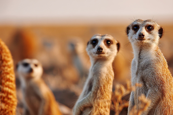 JPG 동물 편집이미지 모션 자연 동물원 일몰 사막 관찰 그룹 생태 저녁 경계 소통 미어캣 생존 편집실사 AI포토 AI콘텐츠 컨셉 노을 야간 CG 생태계 파일형식