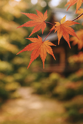 JPG 식물 편집이미지 컬러 백그라운드 단풍 잎 자연 단풍나무 가지 주택 풍경 평화 가을 조화 뷰티풀 편집실사 AI포토 AI콘텐츠 나무 계절 컨셉 채소 건물 CG 생태계 파일형식