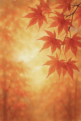 JPG 나무 편집이미지 컬러 단풍 잎 자연 풍경 빨간색 햇빛 가을 감성 뷰티풀 차분 편집실사 AI포토 AI콘텐츠 식물 계절 컨셉 태양 CG 생태계 파일형식