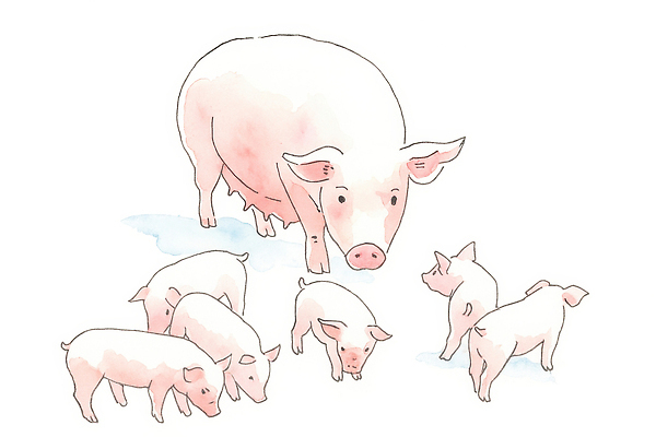 JPG 동물 행복 일러스트 가족 자연 생명 따뜻함 잔디 농장 평화 귀여움 시골 돼지 저녁 먹이 소통 놀기 아기돼지 국내일러스트 AI일러스트 AI콘텐츠 식물 감정 새끼 컨셉 농업 포유류 관계 모션 야간 생태계 파일형식