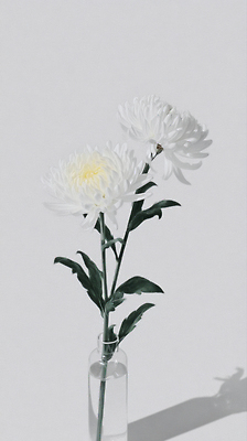 JPG 식물 꽃잎 꽃 백그라운드 잎 일러스트 자연 국화 실내 장식 여름 빛 햇빛 꽃병 봄 흰색 투명 심플 조화 뷰티풀 싱그러움 국내일러스트 AI일러스트 AI콘텐츠 계절 컬러 내부 태양 생태계 파일형식