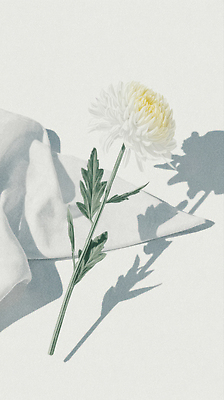 JPG 꽃 예술 일러스트 자연 조명 그림자 일상 고요 오브젝트 부드러움 화사함 뷰티풀 색채 자연물 국내일러스트 AI일러스트 AI콘텐츠 식물 컨셉 라이프 감각 생태계 파일형식